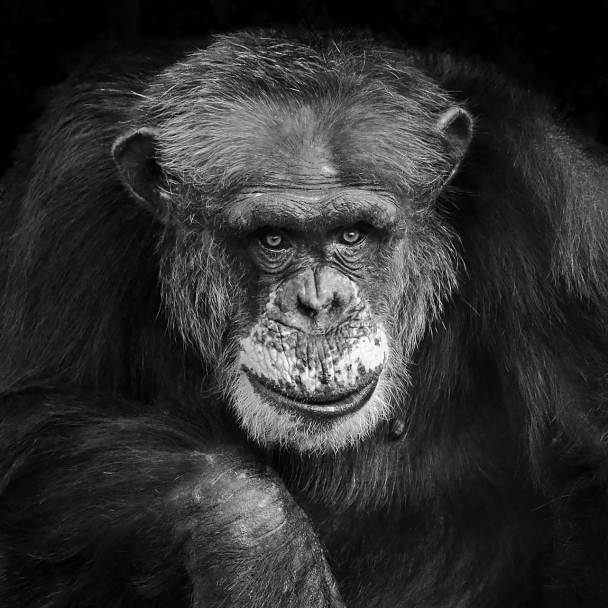 chimpansee (pan troglodytes) 10-2023 9114